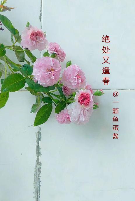绝处逢生 意思 绝处逢生 意思