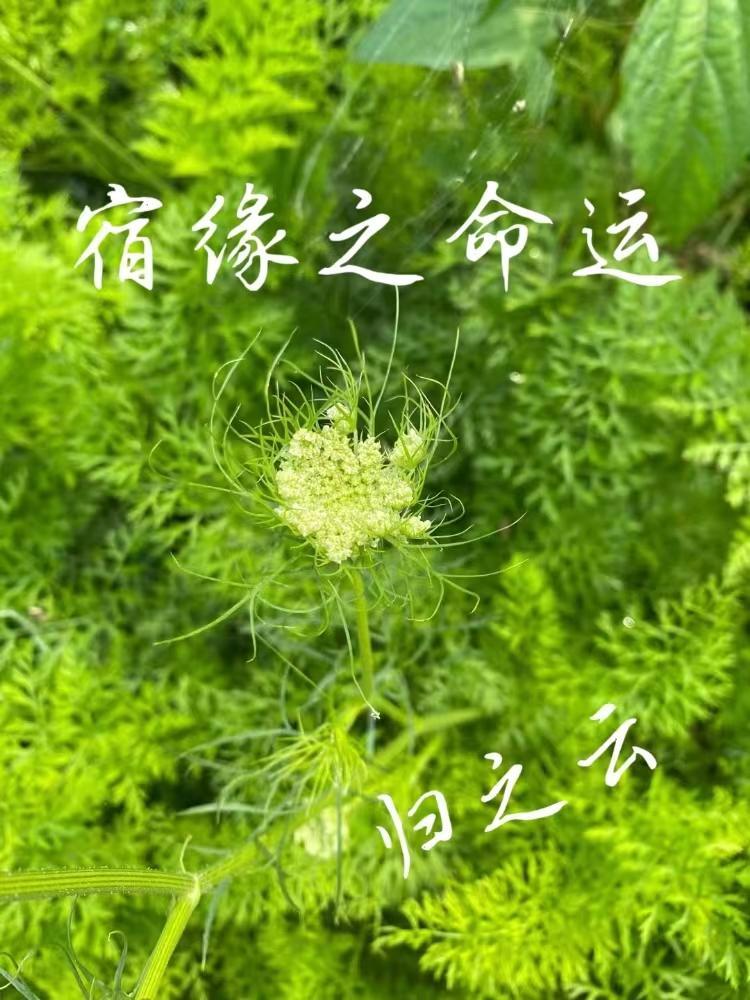 宿缘啥意思 宿缘啥意思