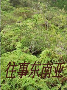 闯入缅北的一群人电影 闯入缅北的一群人电影