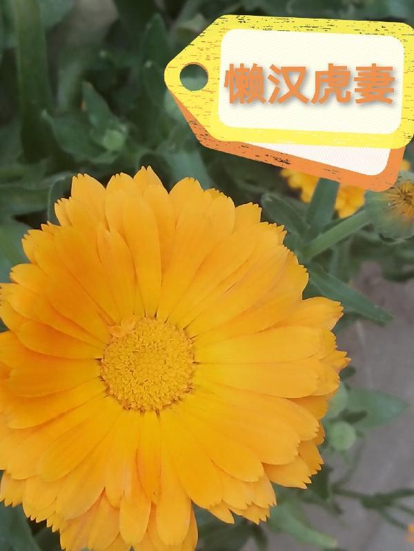 懒汉什么意思 懒汉什么意思