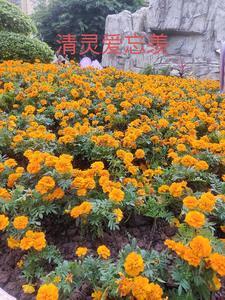 忘羡清欢合集 忘羡清欢合集